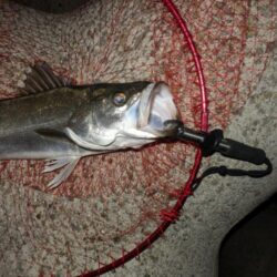 初‼夜バイブ!トレイシー　【2026041…